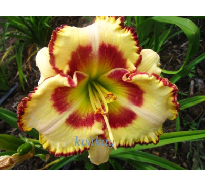 Лілейник, гемерокаліс Леді Бетті Фретц (HEMEROCALLIS (Lady Betty Fretz)